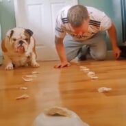 Dog Shows No Mercy in Hilarious Speed Eating Contest with Owner