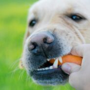 Genetic Mutation Common in Labradors Makes Them Hungrier, But Also Gives Them Slower Metabolism