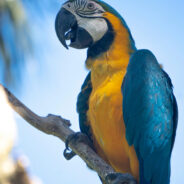 Parrot Fever Outbreak Sweeps Europe Fatalities Rise as Disease Spreads