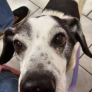 Senior Shelter Dog Who Nearly Died From AHDS Needs Help To Recover And Find Loving Home