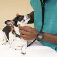Support Access to Free and Low-Cost Vet Care
