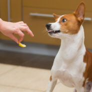 When Fun Goes Fatal — The Dark Side of Dog Vs Lemon Challenge