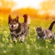 5 Ways to Help Prevent Cancer in Dogs & Cats