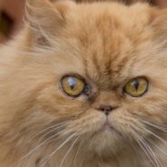 Abandoned, Matted Persian Cat Rescued on Rainy Night, Spruces Up After Visit to the Groomer