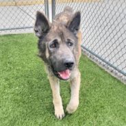 Abandoned, Neglected Pup Travels From California to the Midwest to Find His Happy Ending