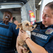 An Animal Control Officer’s Lesson in Empathy