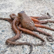 California Moves to Outlaw Octopus Farms, Prioritizing Compassion Over Cruelty