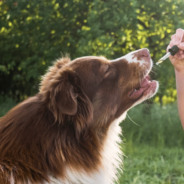 Everything You Need to Know About CBD and Dogs