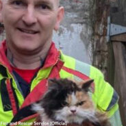 Firefighters Chisel Through Wall To Rescue Cat Who Does Not Appear Grateful