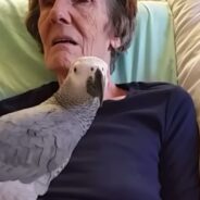 Heartfelt Farewell: Dying Woman’s Parrot Leaves Lasting Message