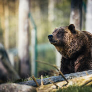 Italian Town’s Battle With Bears Escalates as Human Conflicts Surge