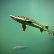 Lake Sturgeon at the Brink: Will New Protections Save North America’s Living Dinosaurs?