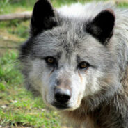 Michigan Hunter Mistakes Rare Gray Wolf for Coyote in Shocking Wildlife Encounter