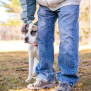 Natural Calming for Anxious Dogs