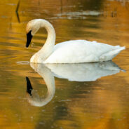 Ohio Triumphs in Wildlife Conservation as Trumpeter Swan Soars Off Threatened List
