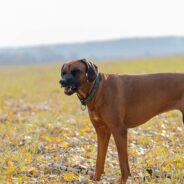 Reverse Sneezing in Dogs: What It Is and What to Do About It