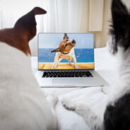 Screen Time for Our Furry Friends