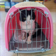 Senior Stray Cat Suffering From Blood Parasite Needs Immediate Medical Care