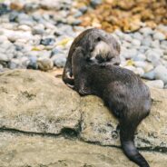 Surrogate Sea Otter Mothers Offer Lifeline to Endangered Pups