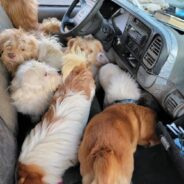 Timid Pup Rescued From Car with Nearly 100 Dogs and Cats