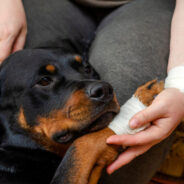 Tips From a Vet for Dealing with Minor Medical Emergencies at Home