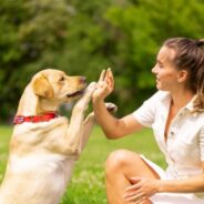 What Is Lure-Reward Dog Training?