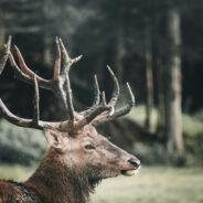 Wyoming Wildlife at Risk as Antler Poaching Surges