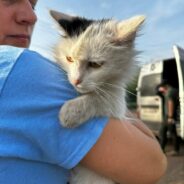 Cats & Kittens Rescued From Bombed Villages In Ukraine Need Your Help To Recover