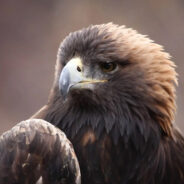 Connecticut Fights to Save Iconic Eastern Golden Eagle from Vanishing Forever