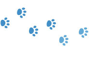 Dalmatian Heeler (Dalmatian & Blue Heeler Mix): Info, Pictures & Care Guide