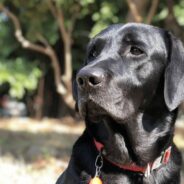 Family Heads to Shelter After Their Beloved Dog Dies, Finds Pooch With Their Old Dog’s Birthday