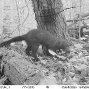 Fisher Sightings Stir Hope as Long Lost Species Returns to Ohio