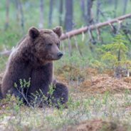 Grizzly Bears Set to Be Restored to Washington State’s North Cascades