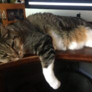 Hissing Shelter Cat Becomes Kissing Shelter Cat When He Falls in Love with a Volunteer