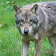 House Votes Threaten Gray Wolf Survival As Endangered Species Protections Hang by a Thread