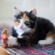 How to Play with Your Cat: Tips and Seven Fun Ideas