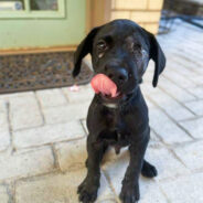 Injured Labrador Puppy Discarded Like Trash Finally Gets Care He Needs