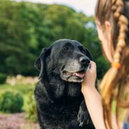 Labrador Retriever 101: A Comprehensive Guide for New Pet Owners