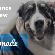 Lemonade Pet Insurance Review 2024: Pros, Cons & Verdict
