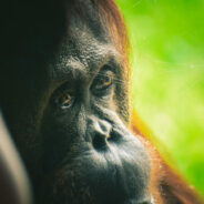 Malaysia Unveils Orangutan Diplomacy in Bold Conservation Bid Amid Palm Oil Crisis