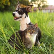 Natural Ways to Protect Your Dog or Cat From Fleas, Ticks, and Mosquitoes