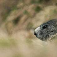 Olympic Marmots on the Brink as Climate Change and Predators Close In