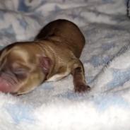 Owner Wanted Newborn Puppy Euthanized But Thanks To Your Support She Is Thriving