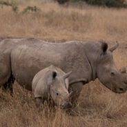 Rare Javan Rhino Calf Spotted in Indonesia Sparks Hope and Urgency for Conservation