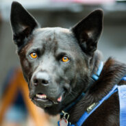 Retired Police Dog Kona Abandoned at Shelter Finds Hope and New Life