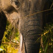 Speeding Trains Claim Lives of India’s Endangered Elephants at Alarming Rate