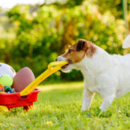 Top 9 Ways to Celebrate National Pet Month