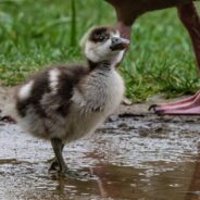 Traffic Noises Impact Baby Birds’ Development and Mortality Risk, New Study Shows