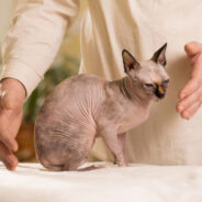 Why Reiki Is a Good Fit for Cats