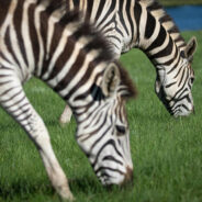 Wild Chase Unfolds in Washington as Escaped Zebras Dash for Freedom